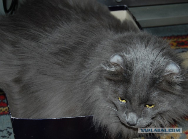 Котовторник 14.07.2015