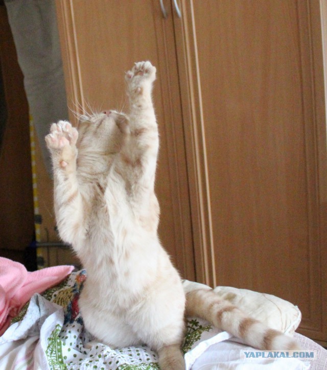 Котовторник 28.07.2015