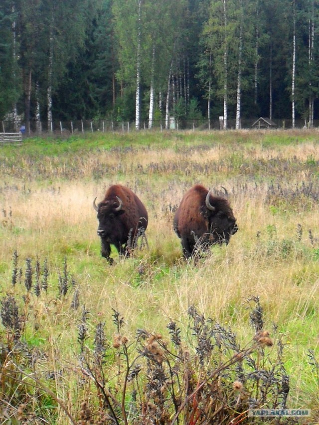 СПб. - Токсово! И вся страна!SOS!