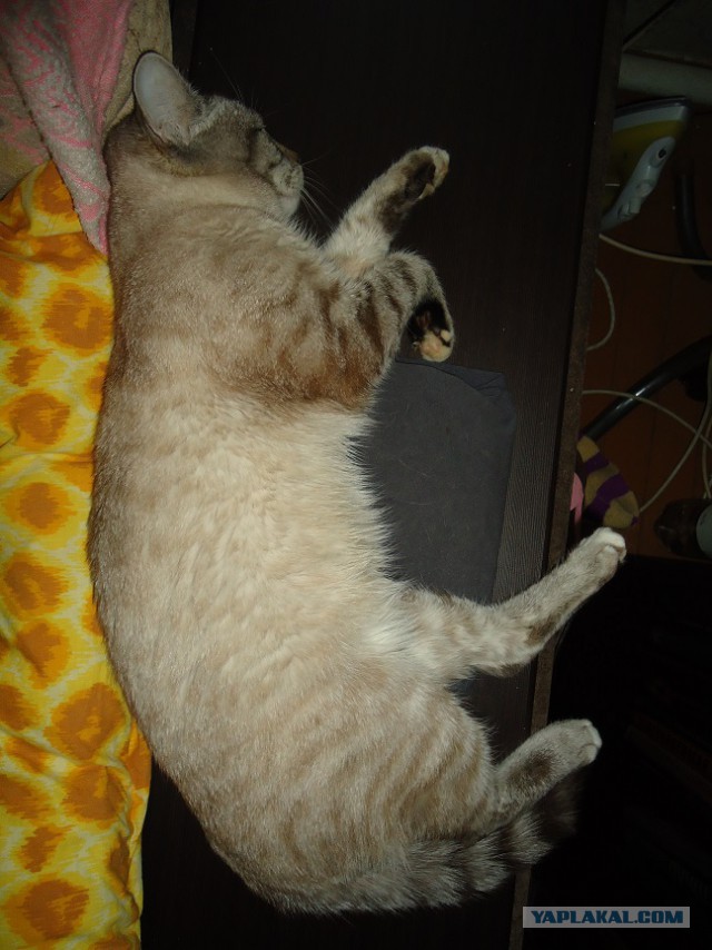 Мой личный котоленд 4