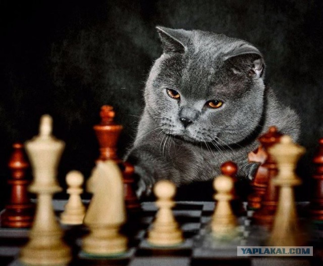 Котовторник