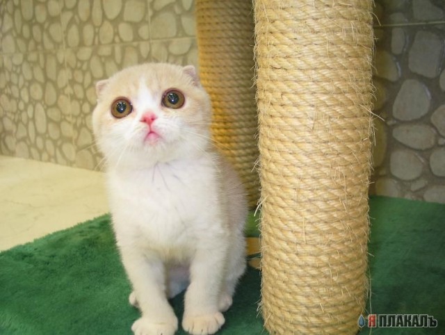 Коты, кошки, котята