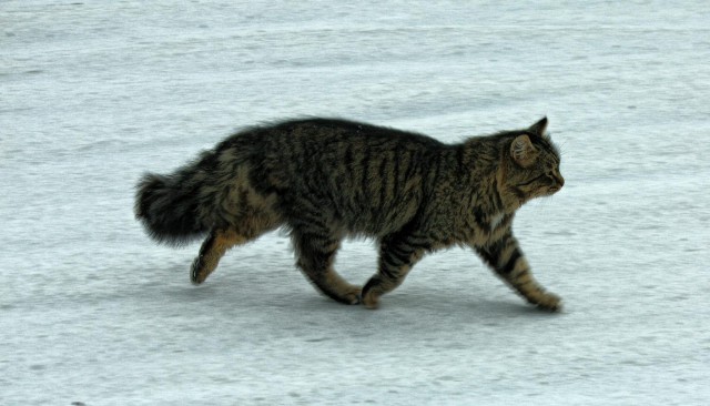 Котовторник 16.02.16