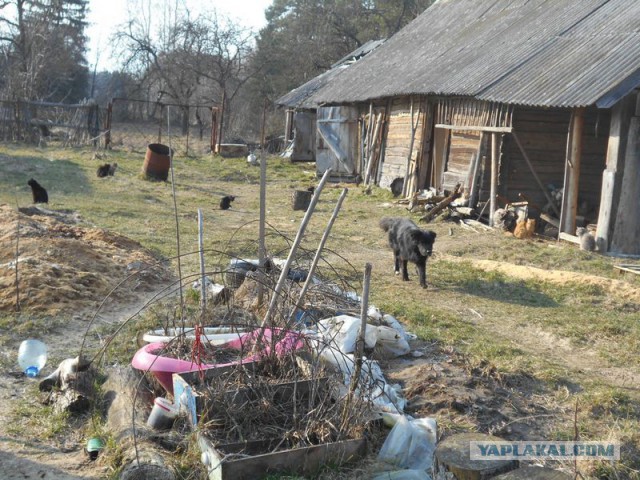 Жизнь домашнего приюта для котеек 106