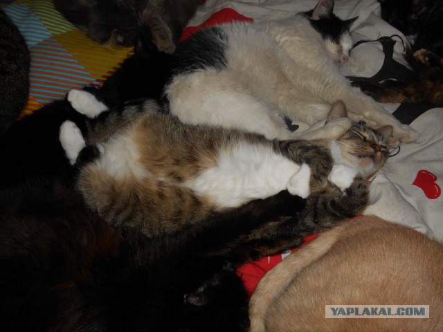 Жизнь домашнего приюта для котеек 107