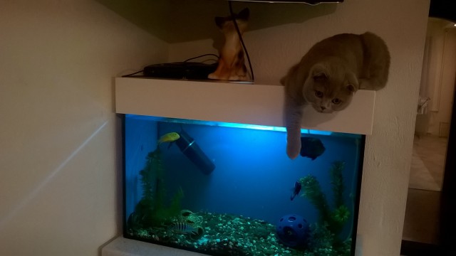 А запилю-ка я пост про рыбок (покажите своим котикам)