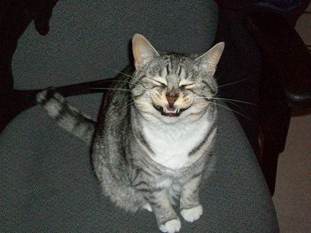 Коты и Кошки