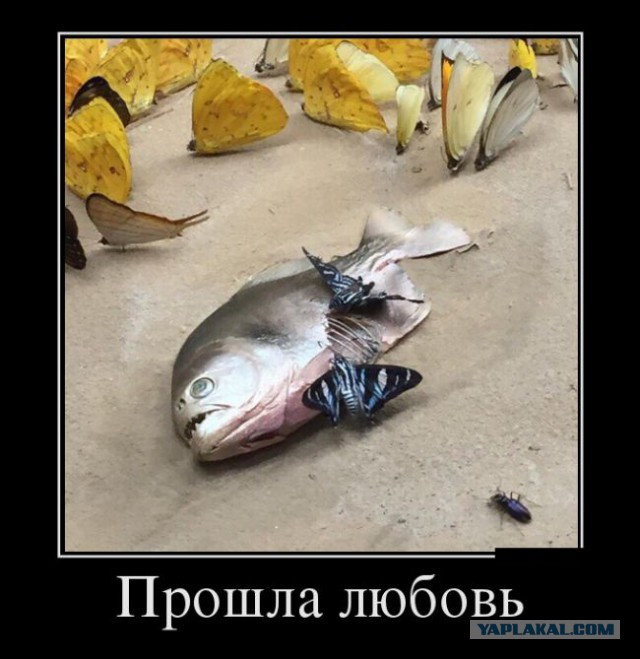Баяны в чёрных рамках