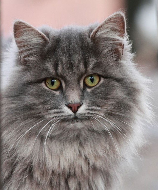 Коты и Кошки