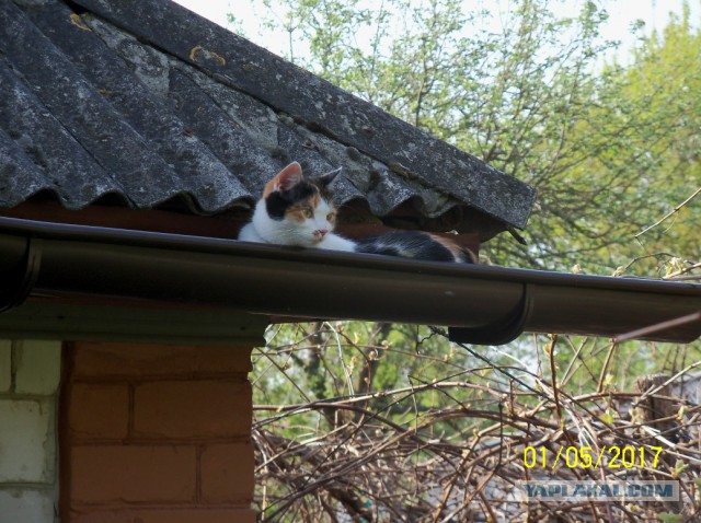 Котовторник 2.05.2017