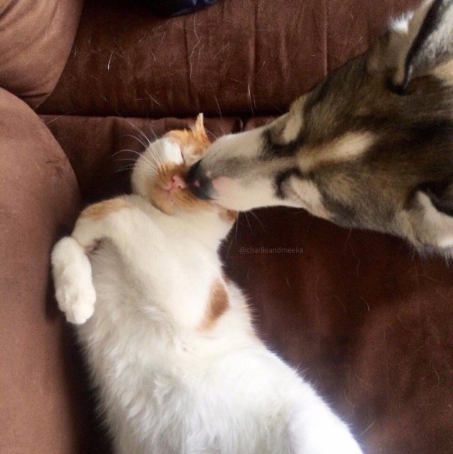 Коты и Кошки