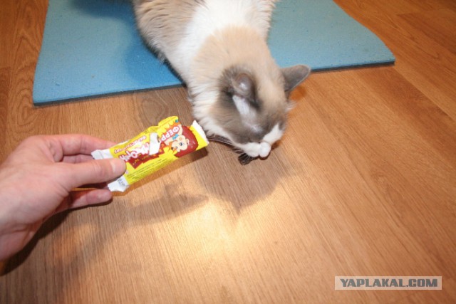 Котовторник 1.08.17