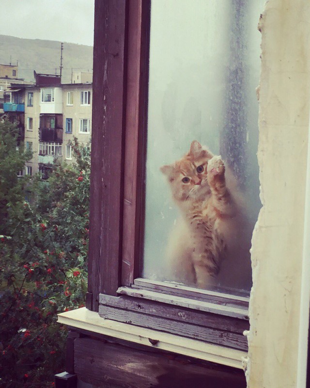 Коты и Кошки