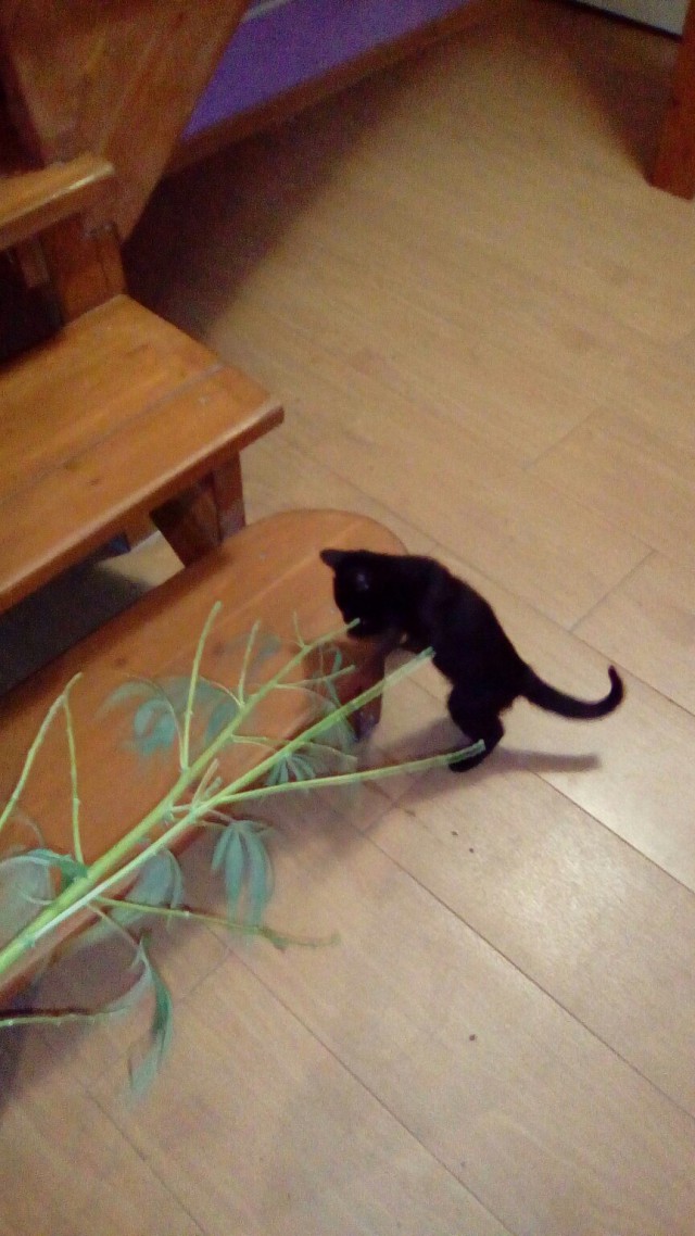 Коты и Кошки