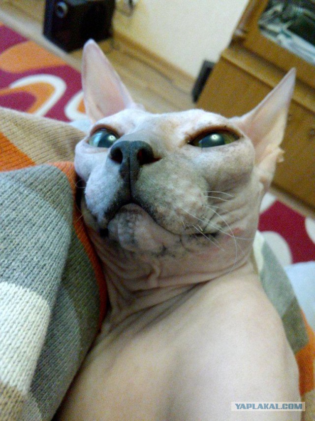 Котята моей кошки (коротенькое видео).