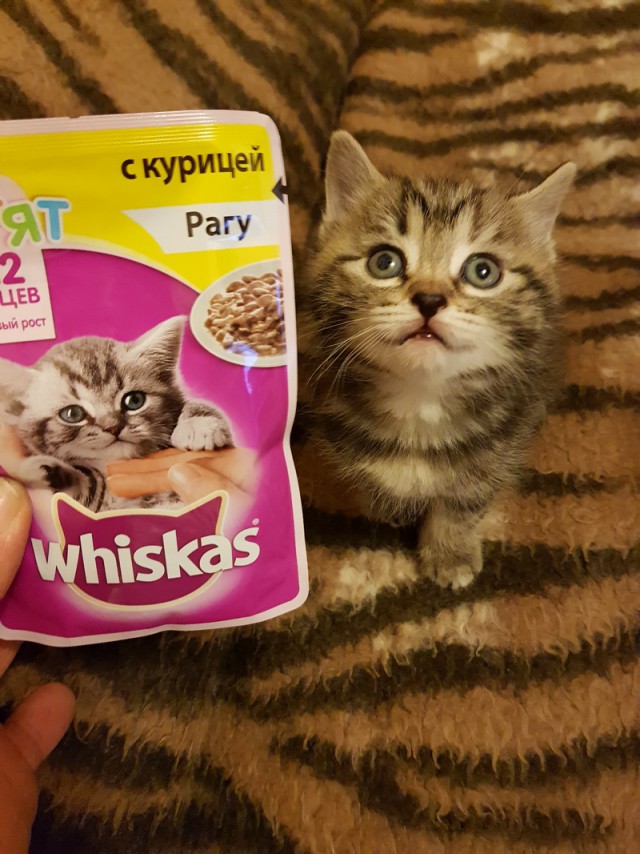 Котовторник 12.12.2017