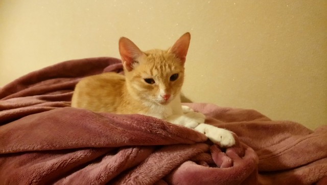 Прикольных котов пост