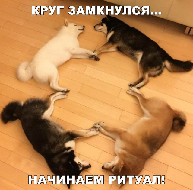Живность из сети