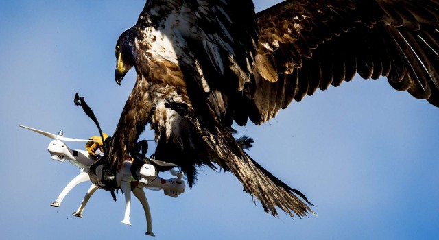 Как сбивали надоевшие дроны: курьёзные и серьёзные способы