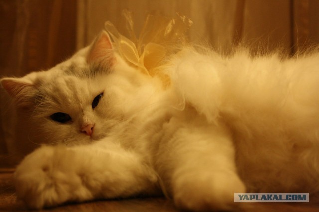 Котовторник 20.03.2018