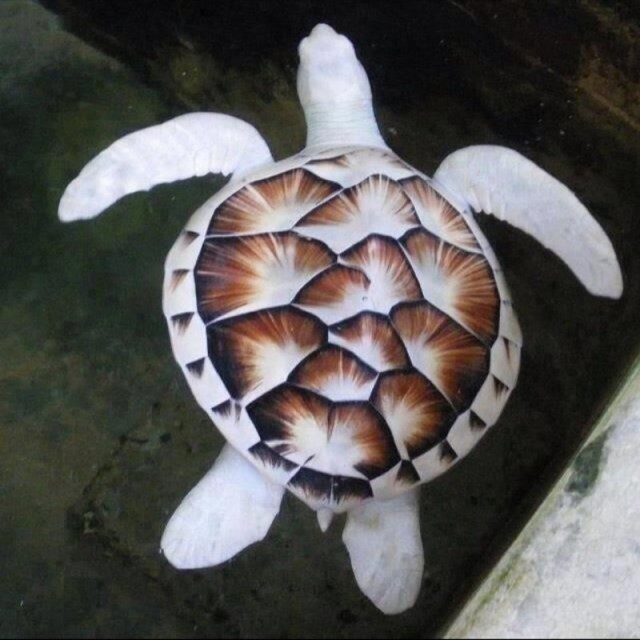 Живность из сети