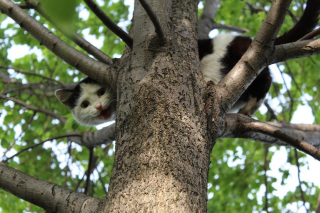 Котовторник 05.06.2018