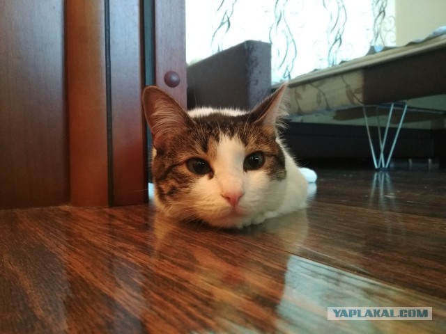 Котовторник 26.06.2018