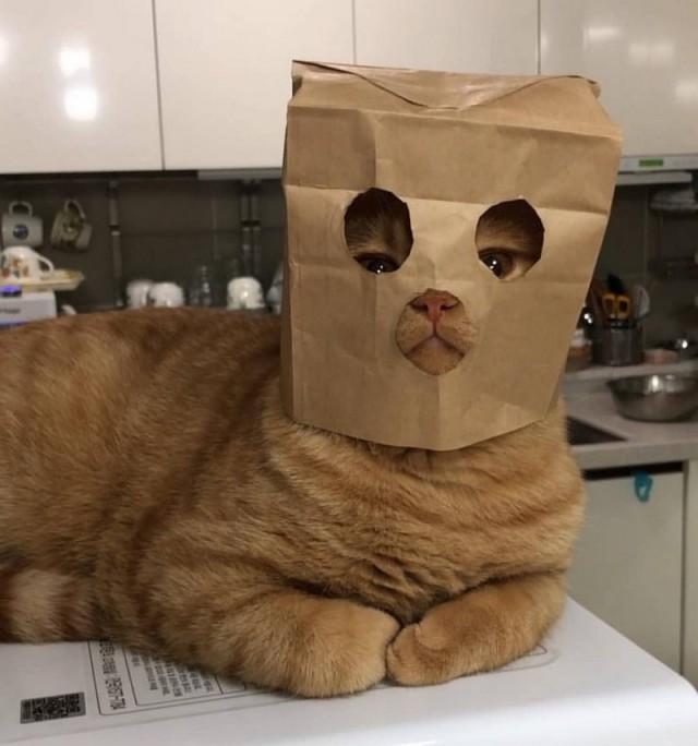 Прикольных котов пост
