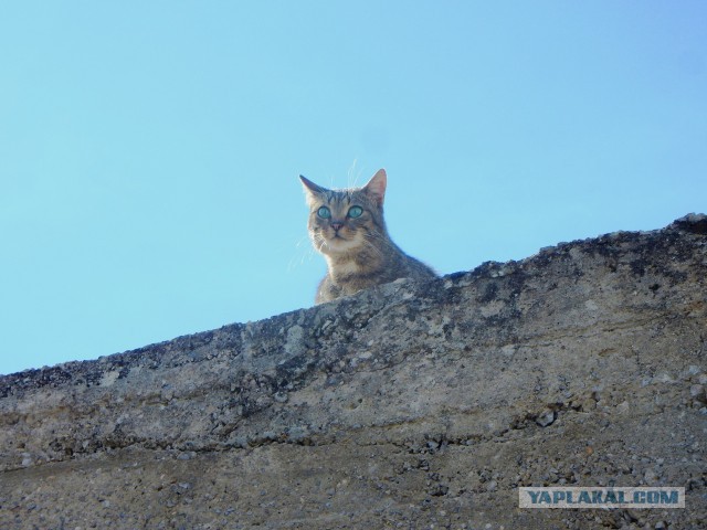 Кошачье любопытство