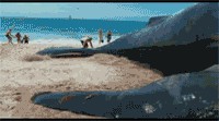 Зачем они это делают?!