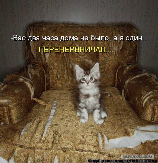 Сонный Котовторник