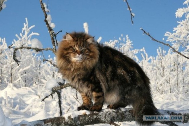 Котовторник 27.12.11