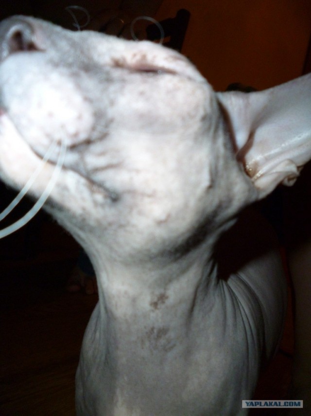 Котовторник (10.01.2012)