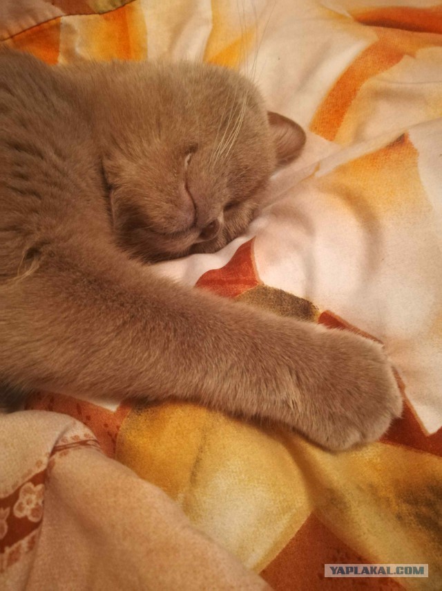 К котовторнику. Почему дома нужен котик