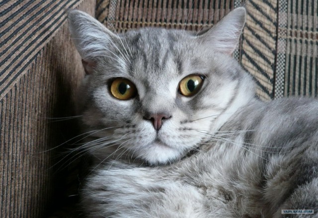 КОТОВТОРНИК (6.03.2012)