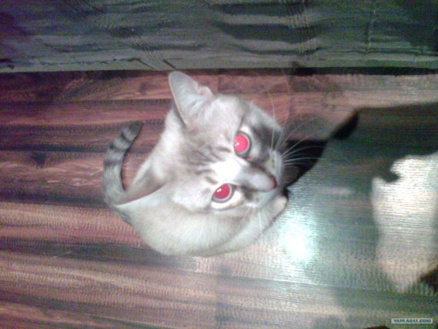Котовторник! 13.03.2012