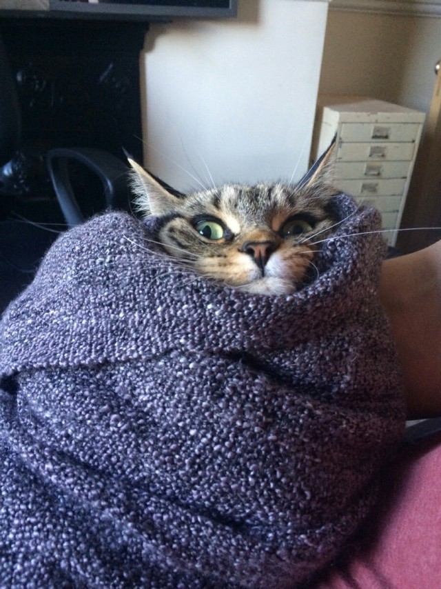 Прикольных котов пост