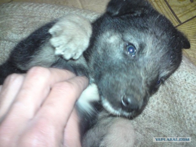 Собакочетверг 12.07.2012