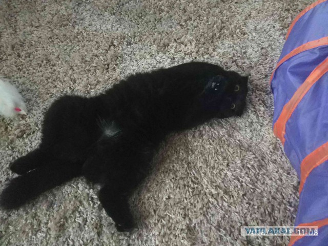 Котовторник 29.01.2019!