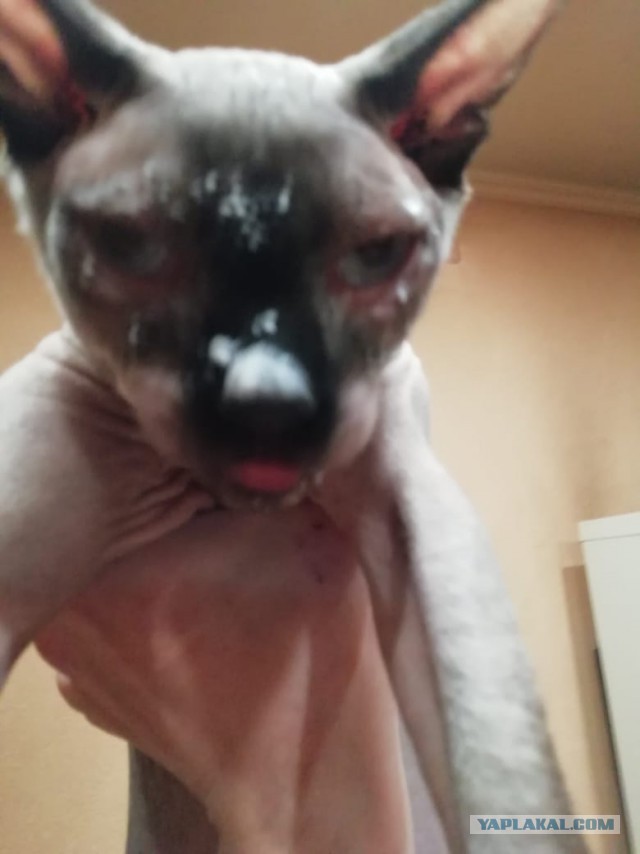 "Ловкий" котяра