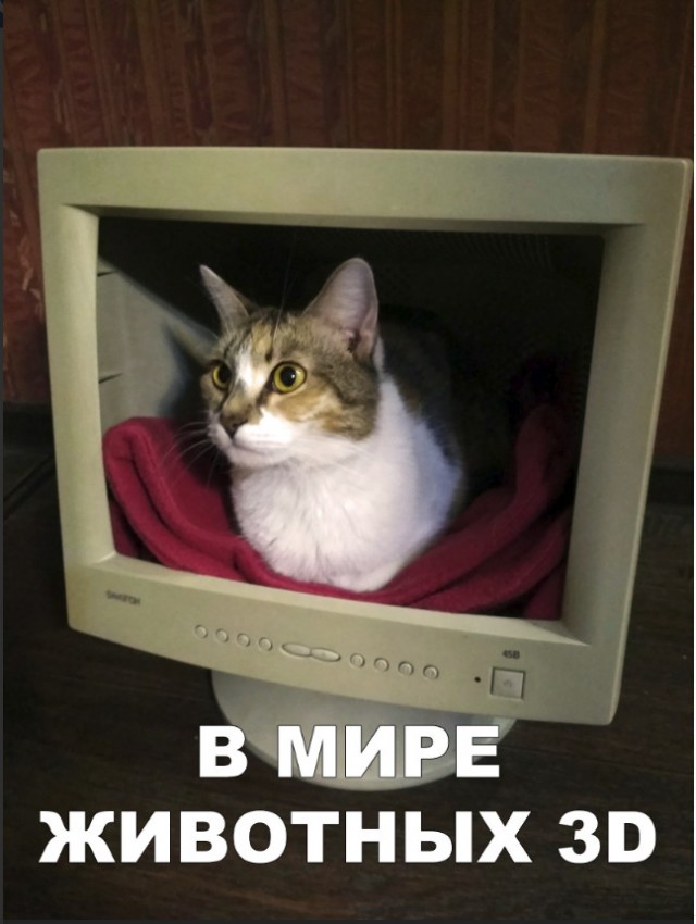Забавные фото котеек