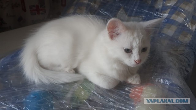 Раздаем котят в добрые руки.