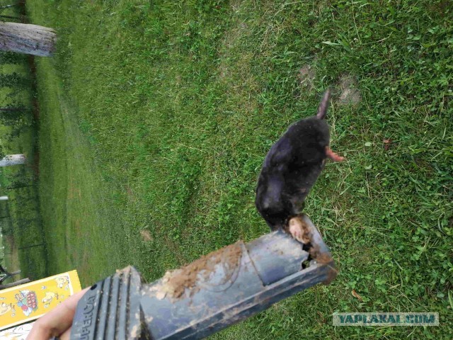 Завелась семья кротов!