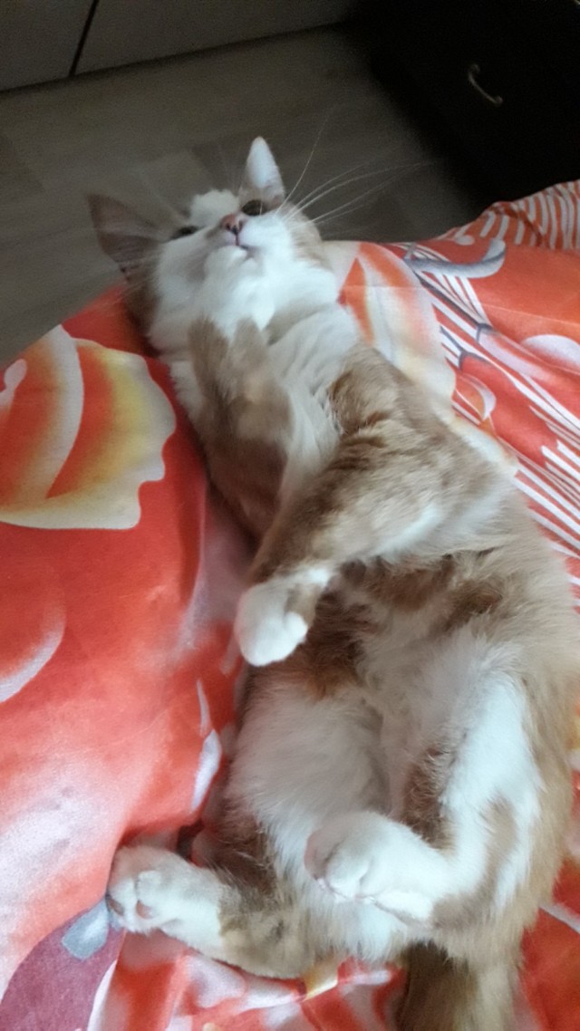 Забавные фото котеек
