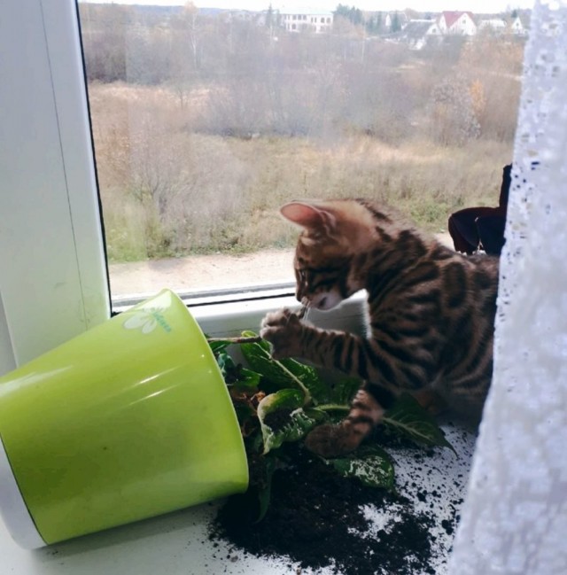 Забавные картинки с котами из сети