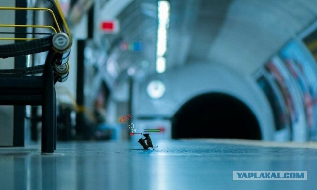Драка мышей в лондонском метро: лучшее фото дикой природы за 2019 год по версии зрителей