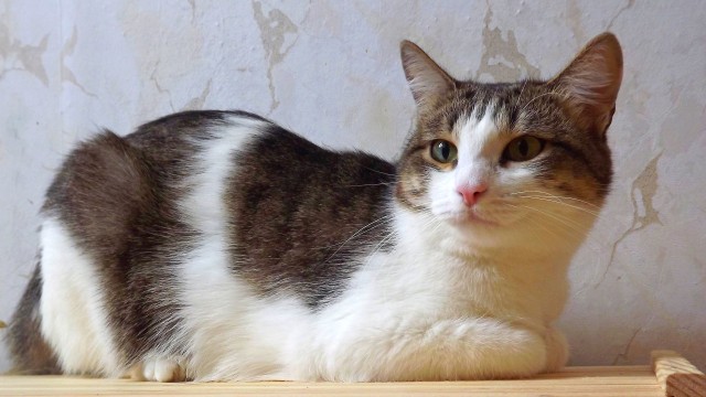 Коты из сети