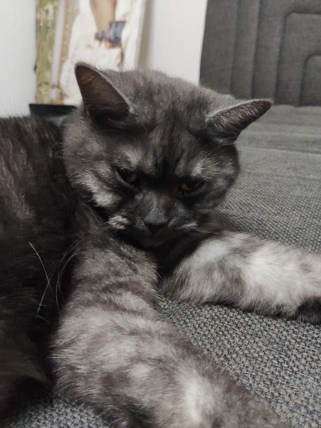 Давайте по котикам, которые с нами на самоизоляции