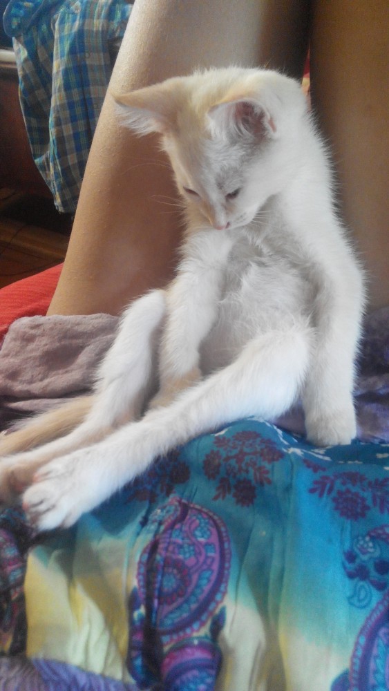 Коты, которые нас порадовали!
