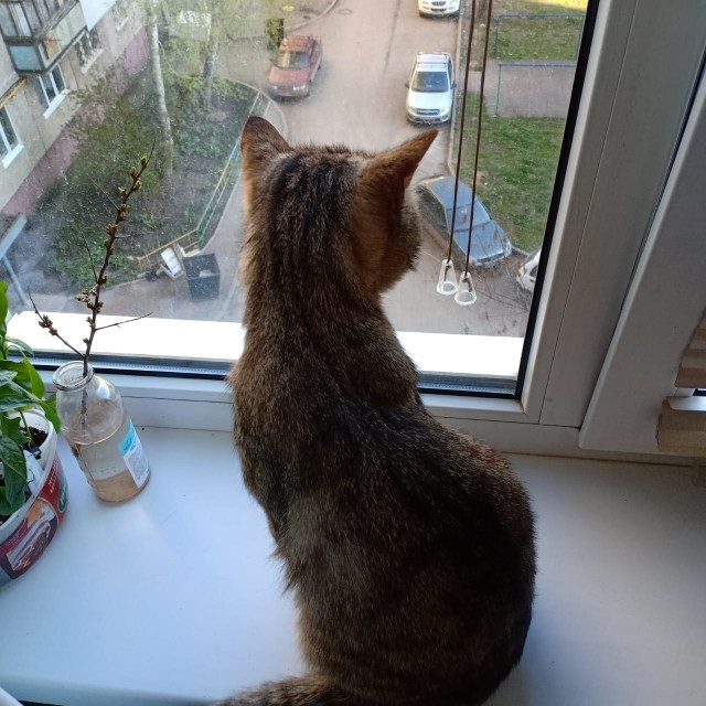 Эти забавные животные